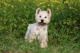 WESTIE 434